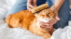 Wiosna molting w kotach. Jak sobie z tym poradzić?